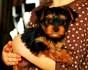 perfect and beautiful teacup yorkie puppies to loving homes