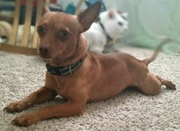 MISSING Chihuahua!!!