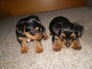   100% AKC pure bred yorkshire babies needs a family