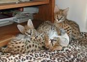Bobcats, Serval, Caracals and Ocelots Now Available